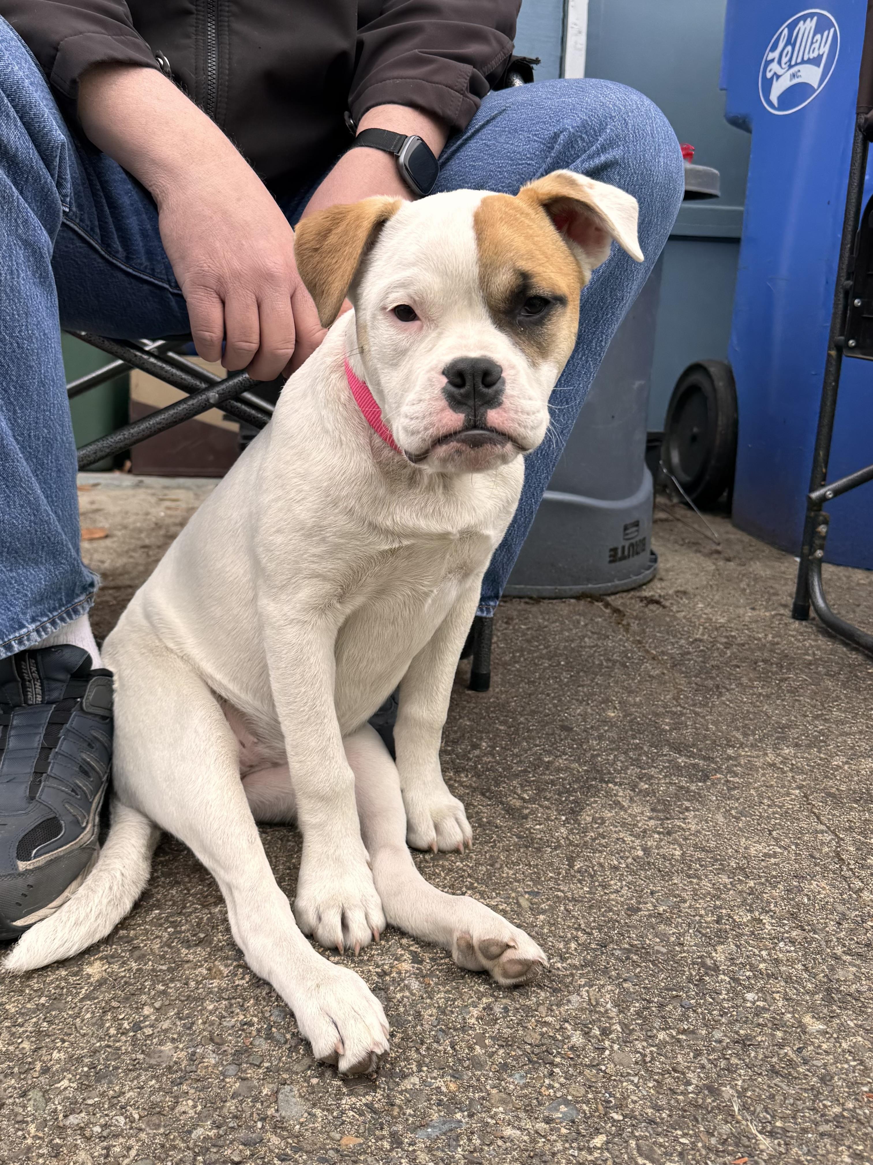 Sunflower, ADOPTABLE, Young Female English Bulldog & Pit Bull Terrier.