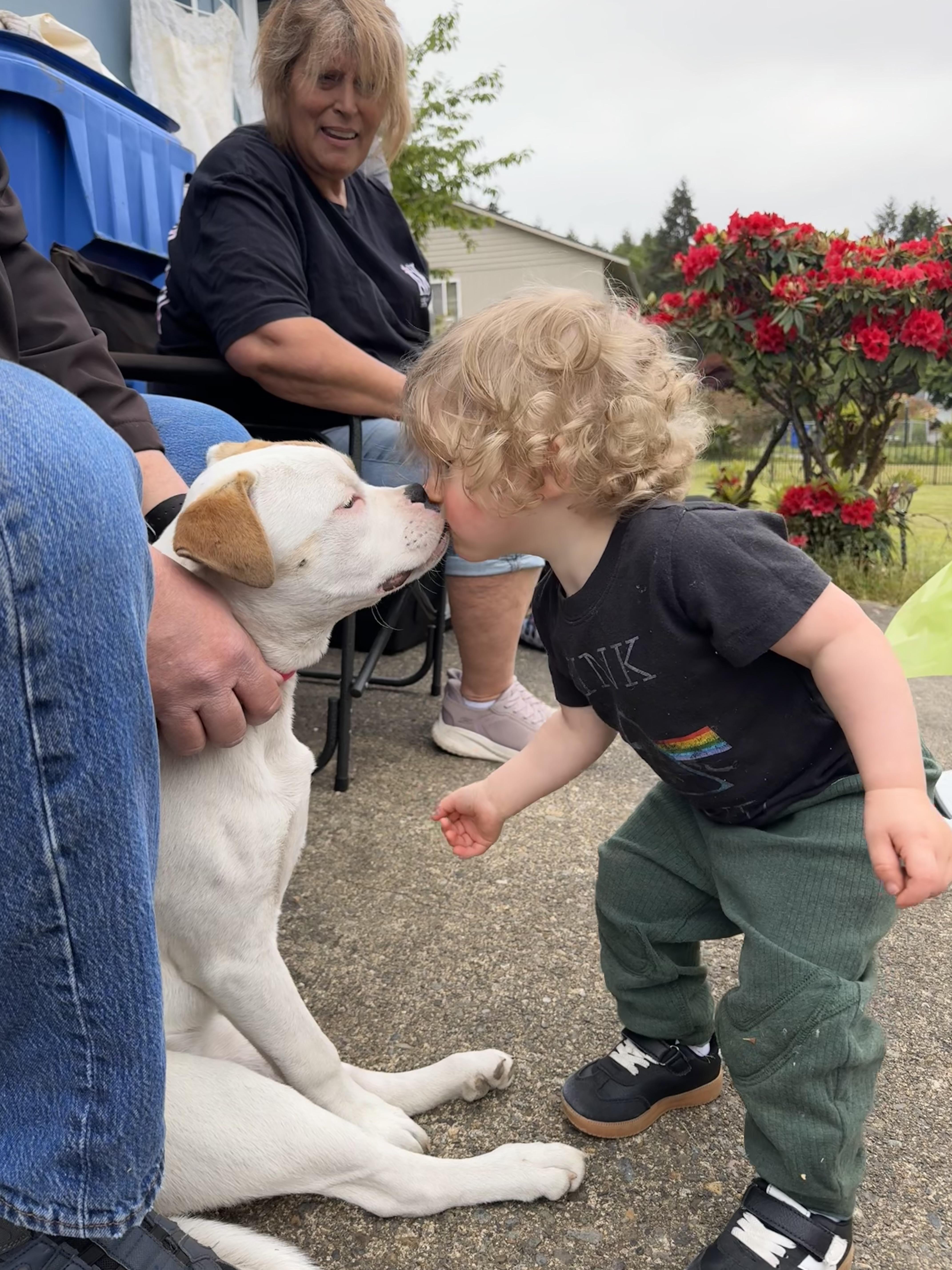 Enlarge Sunflower, a ADOPTABLE mixed breed in Lacey, WA image 2/6