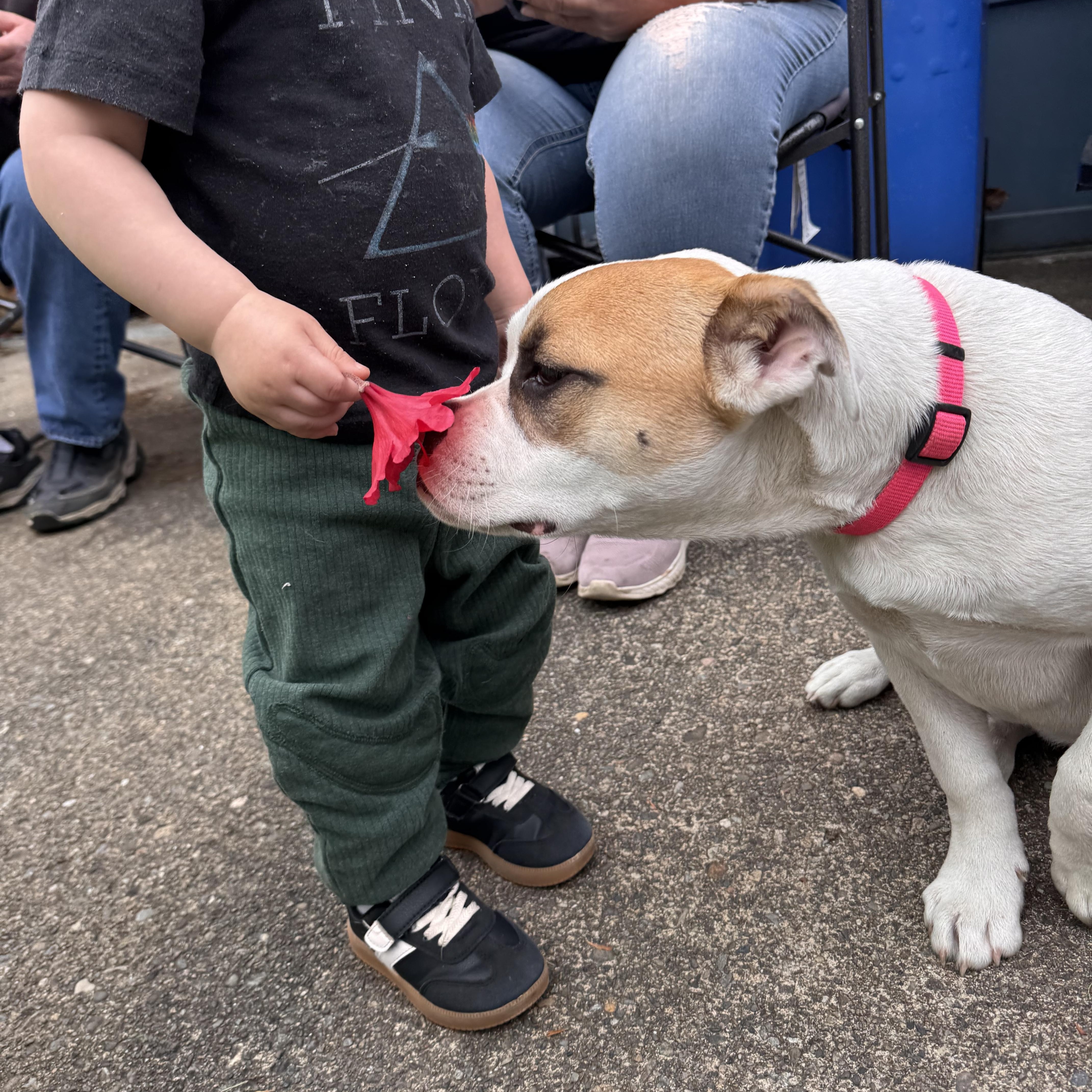 Enlarge Sunflower, a ADOPTABLE mixed breed in Lacey, WA image 3/6