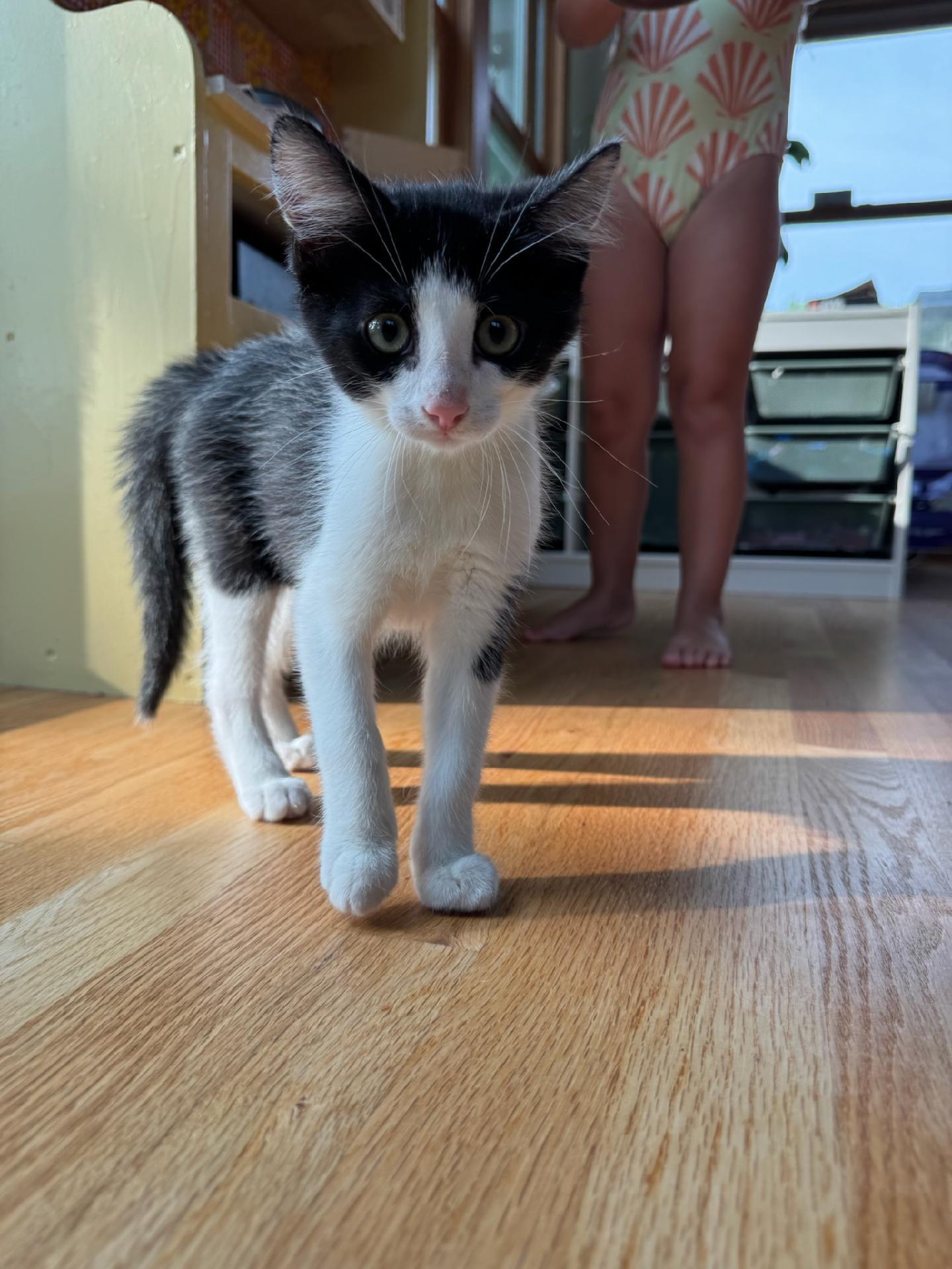Slay ( bonded with Sloan), Baby Male Domestic Short Hair