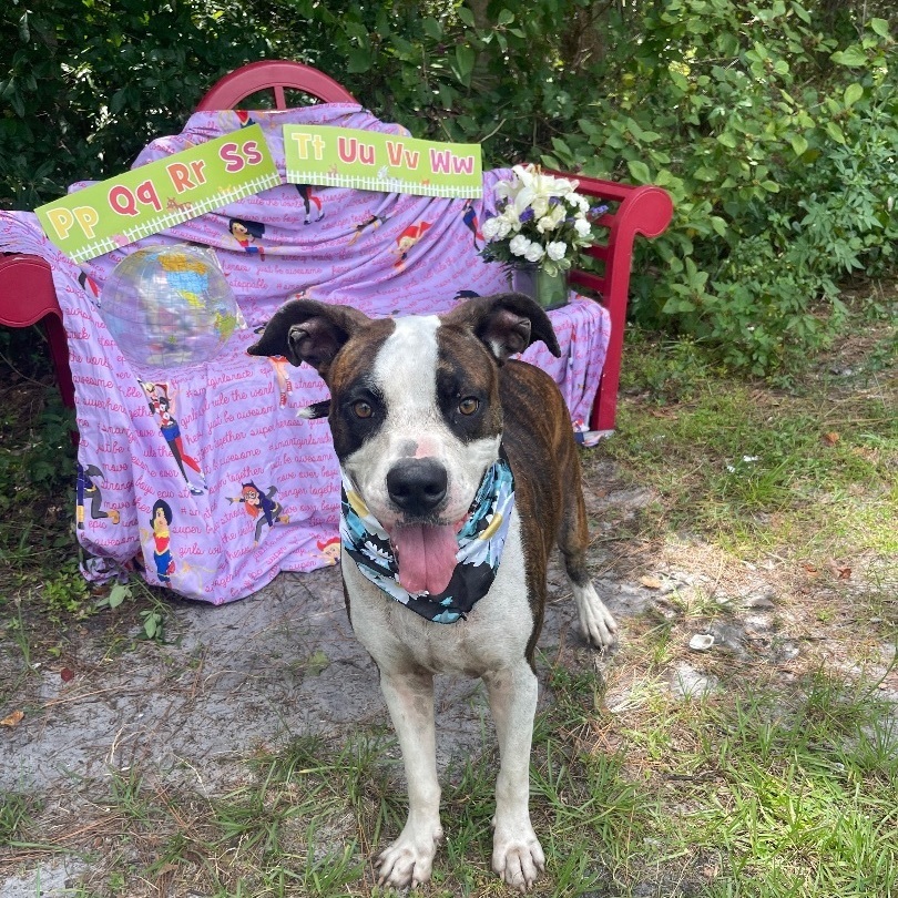 Alfred, a Adoptable mixed breed in Sebring, FL image 1/12