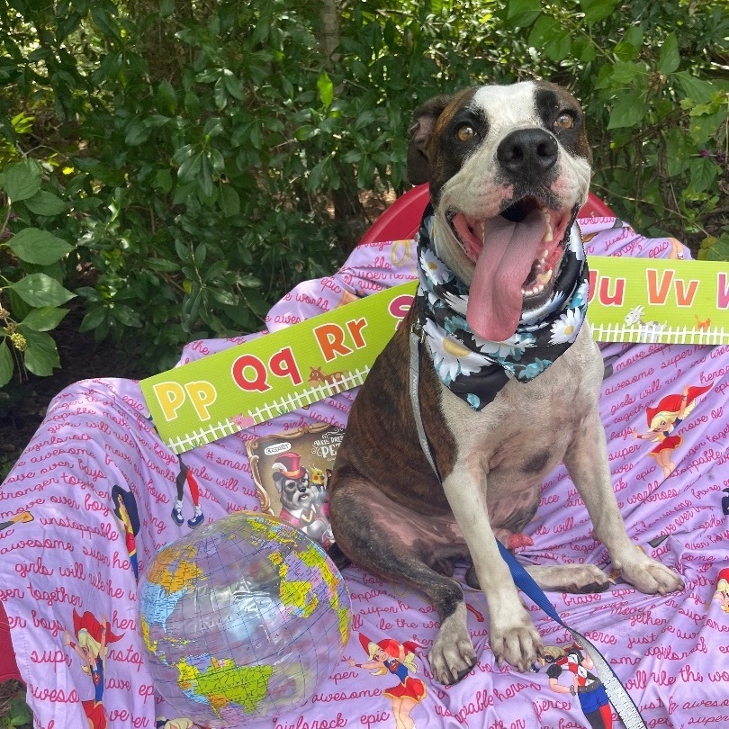 Alfred, a Adoptable mixed breed in Sebring, FL image 2/12