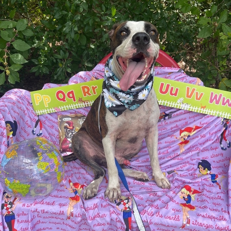 Alfred, a Adoptable mixed breed in Sebring, FL image 3/12