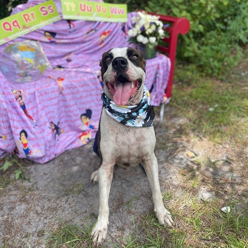 Alfred, a Adoptable mixed breed in Sebring, FL image 4/12