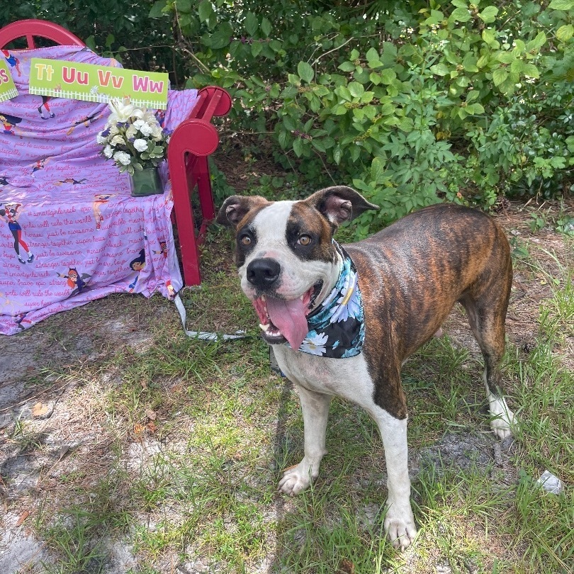 Alfred, a Adoptable mixed breed in Sebring, FL image 5/12