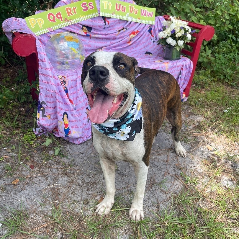 Alfred, a Adoptable mixed breed in Sebring, FL image 6/12