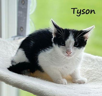 Tyson #after-five-jetset, Adopted, Young Male Tuxedo & Domestic Short Hair.
