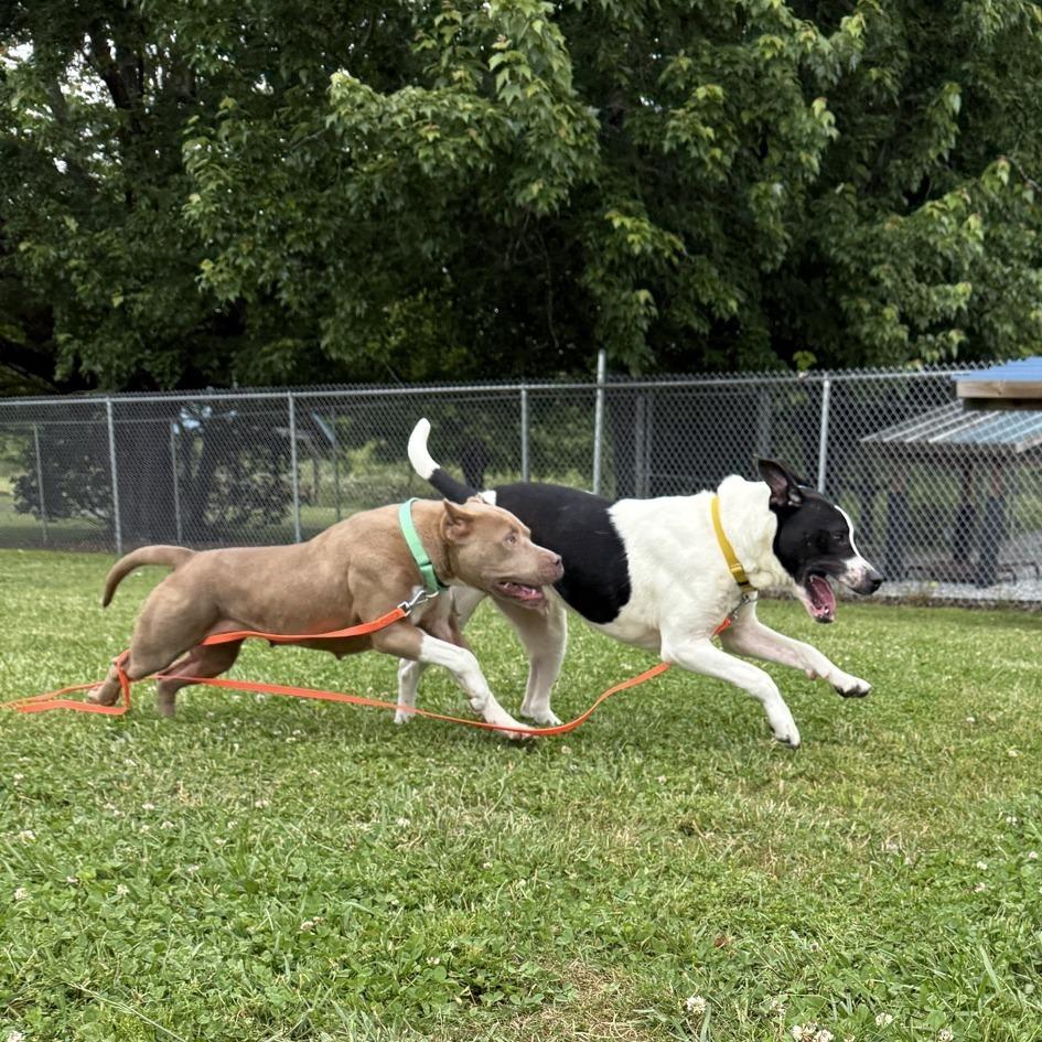Alfalfa, a Adoptable mixed breed in Hendersonville, NC image 3/6