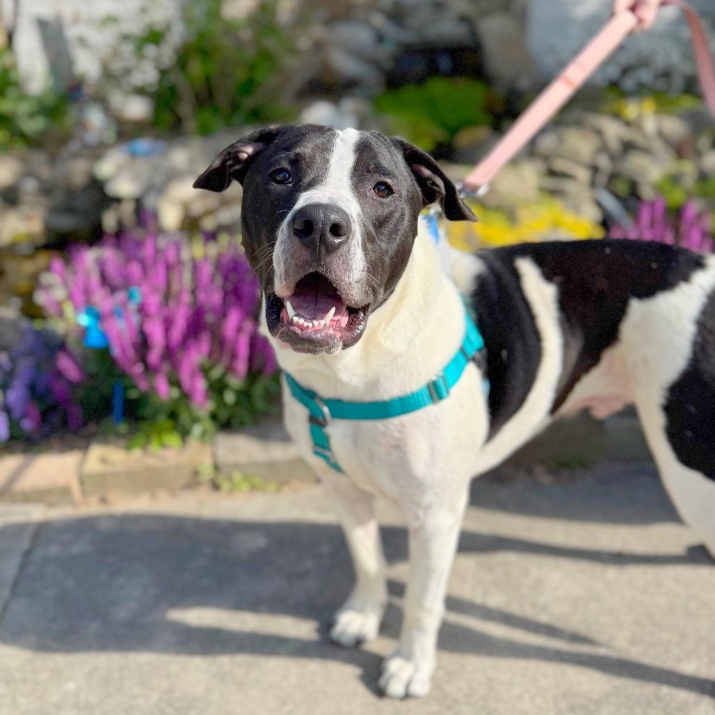 Alfalfa, a Adoptable mixed breed in Hendersonville, NC image 4/6
