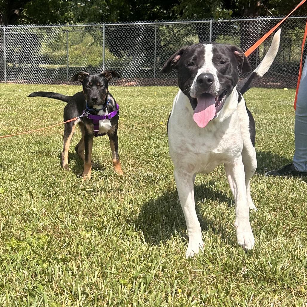 Alfalfa, a Adoptable mixed breed in Hendersonville, NC image 5/6