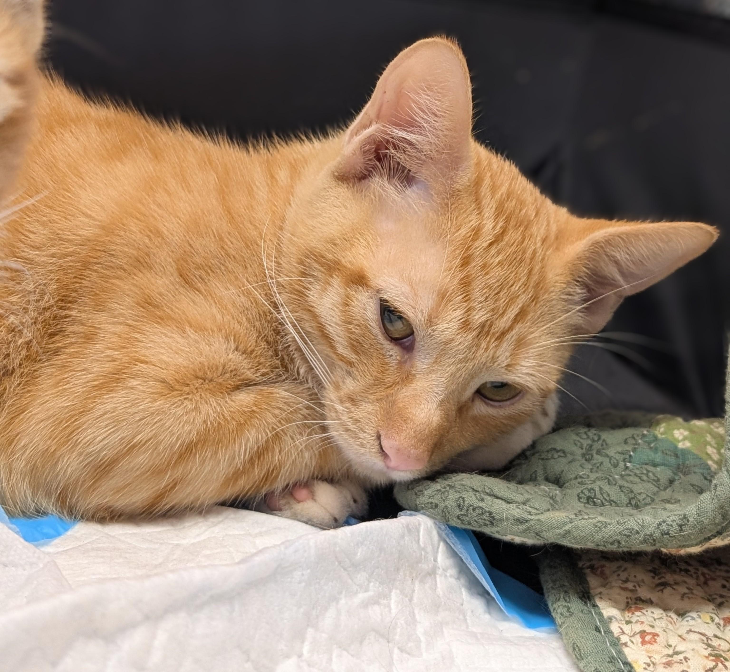 Enlarge Yong I, a Adoptable Domestic Short Hair in Honolulu, HI image 5/6