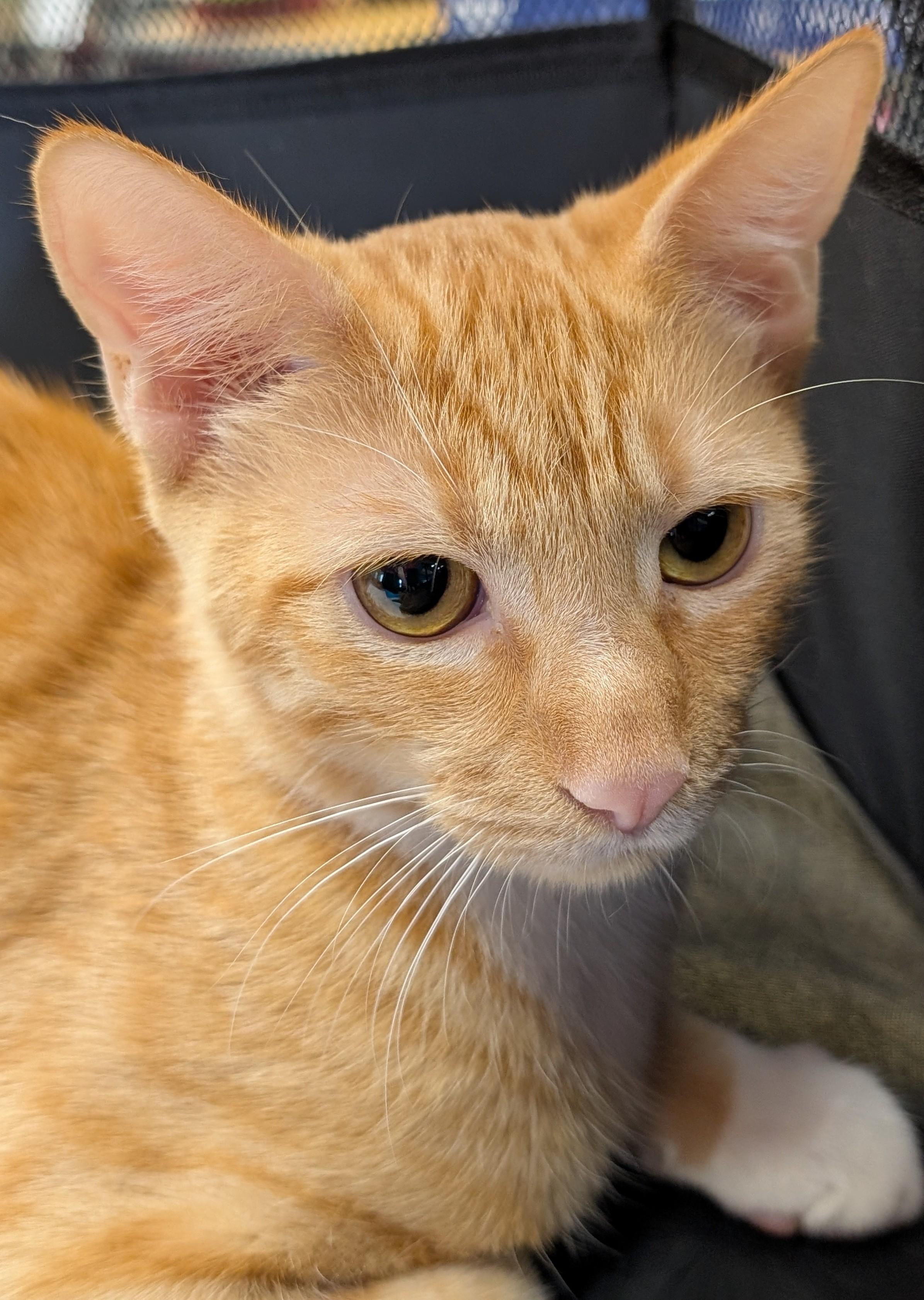 Enlarge Yong I, a Adoptable Domestic Short Hair in Honolulu, HI image 1/6