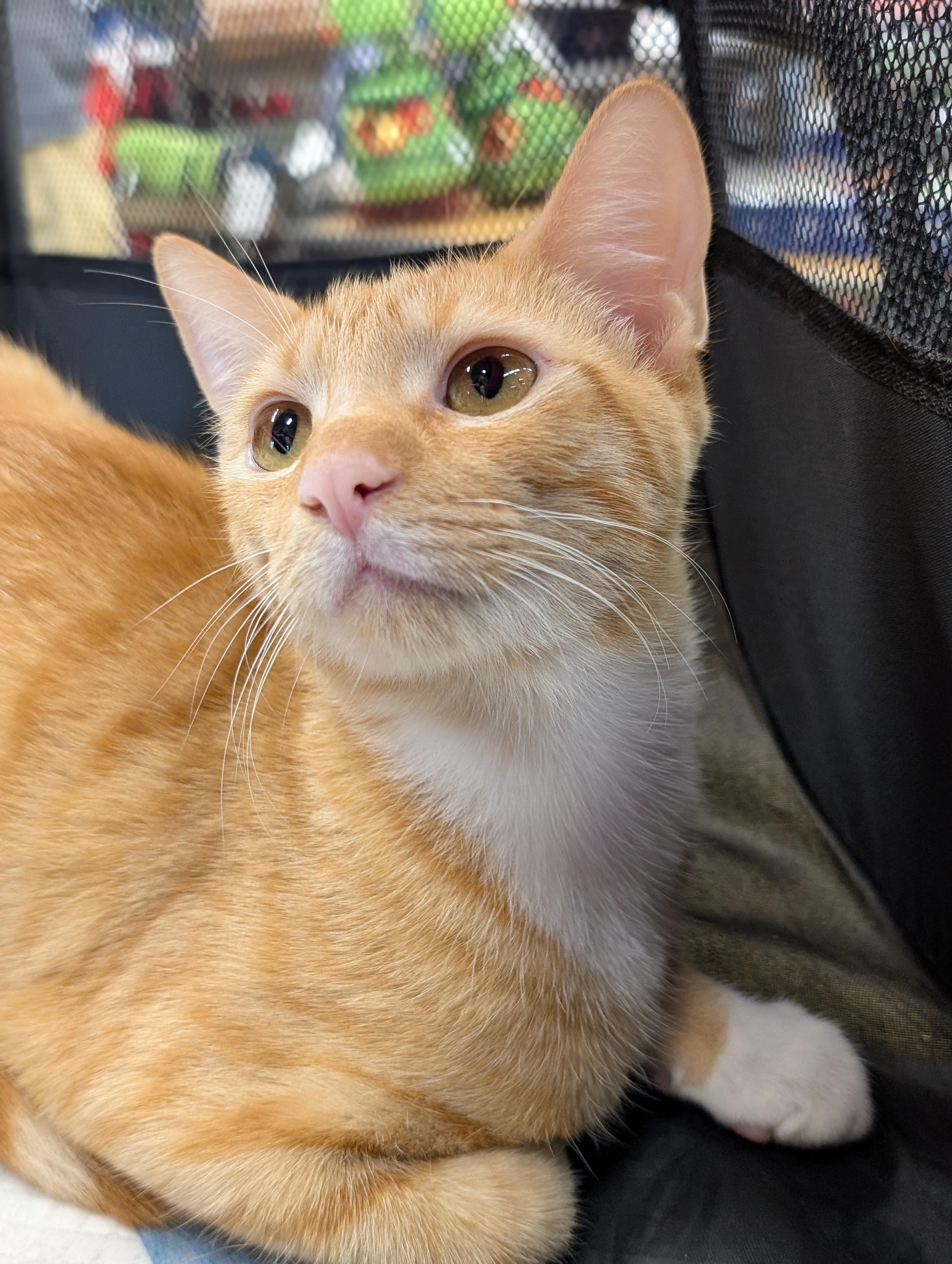 Enlarge Yong I, a Adoptable Domestic Short Hair in Honolulu, HI image 2/6