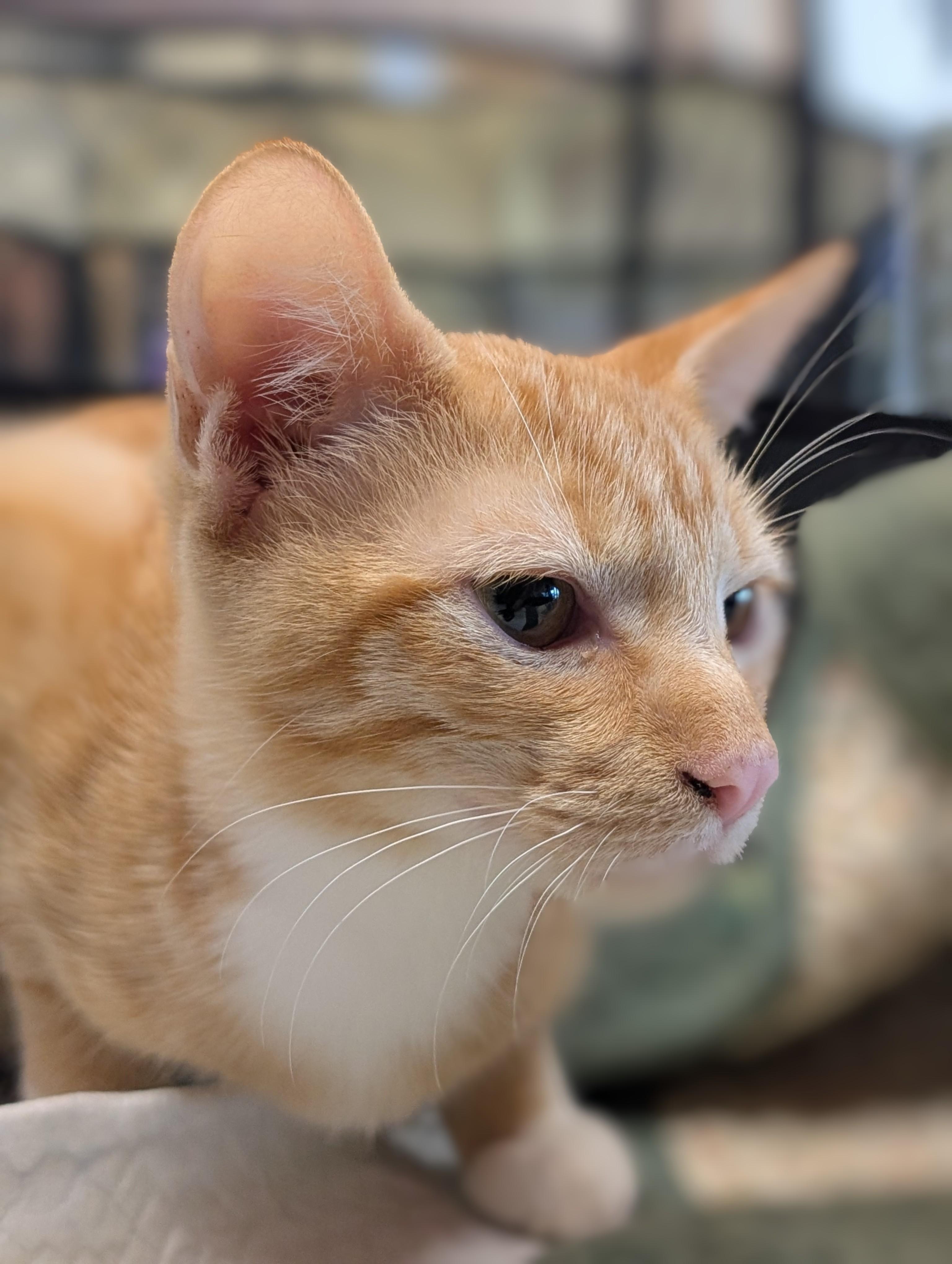 Enlarge Yong I, a Adoptable Domestic Short Hair in Honolulu, HI image 4/6
