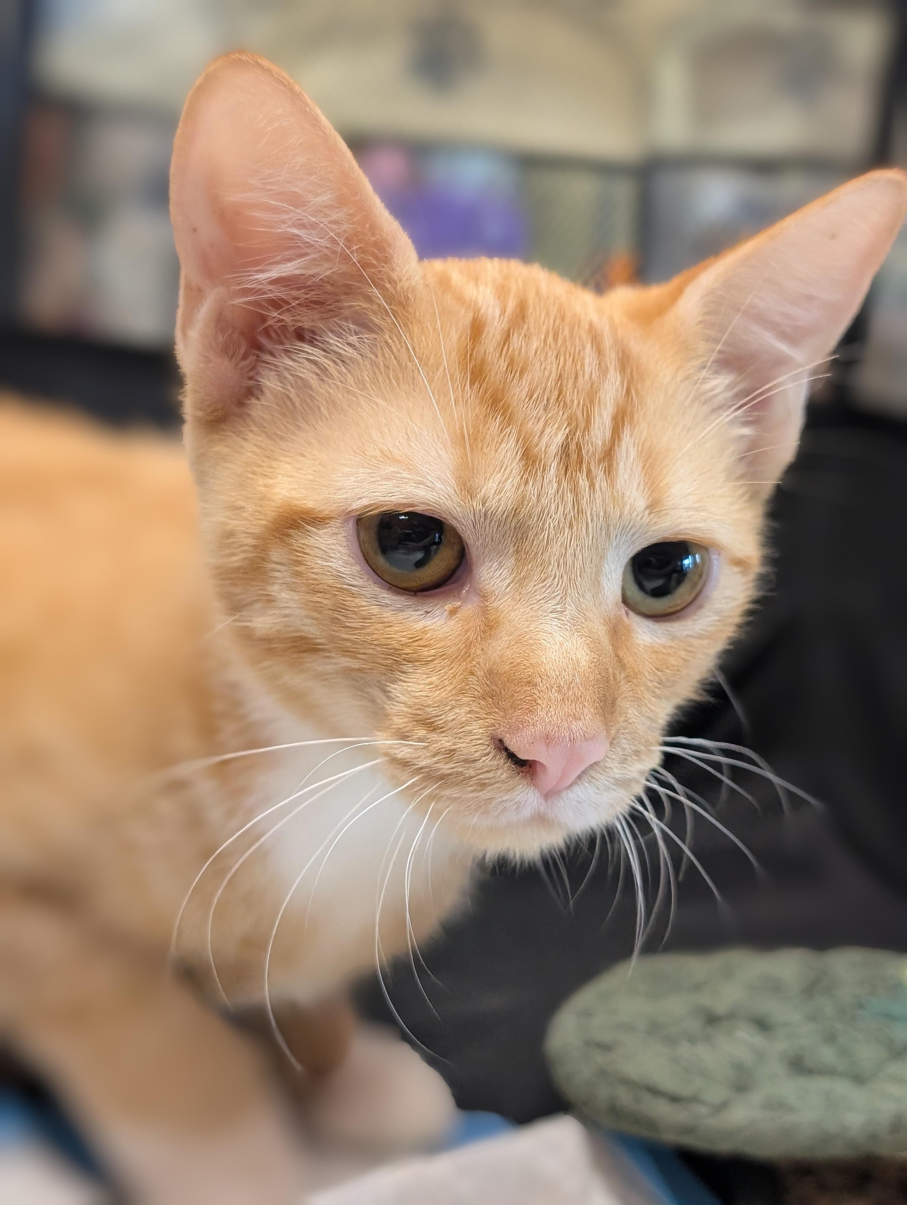 Enlarge Yong I, a Adoptable Domestic Short Hair in Honolulu, HI image 3/6