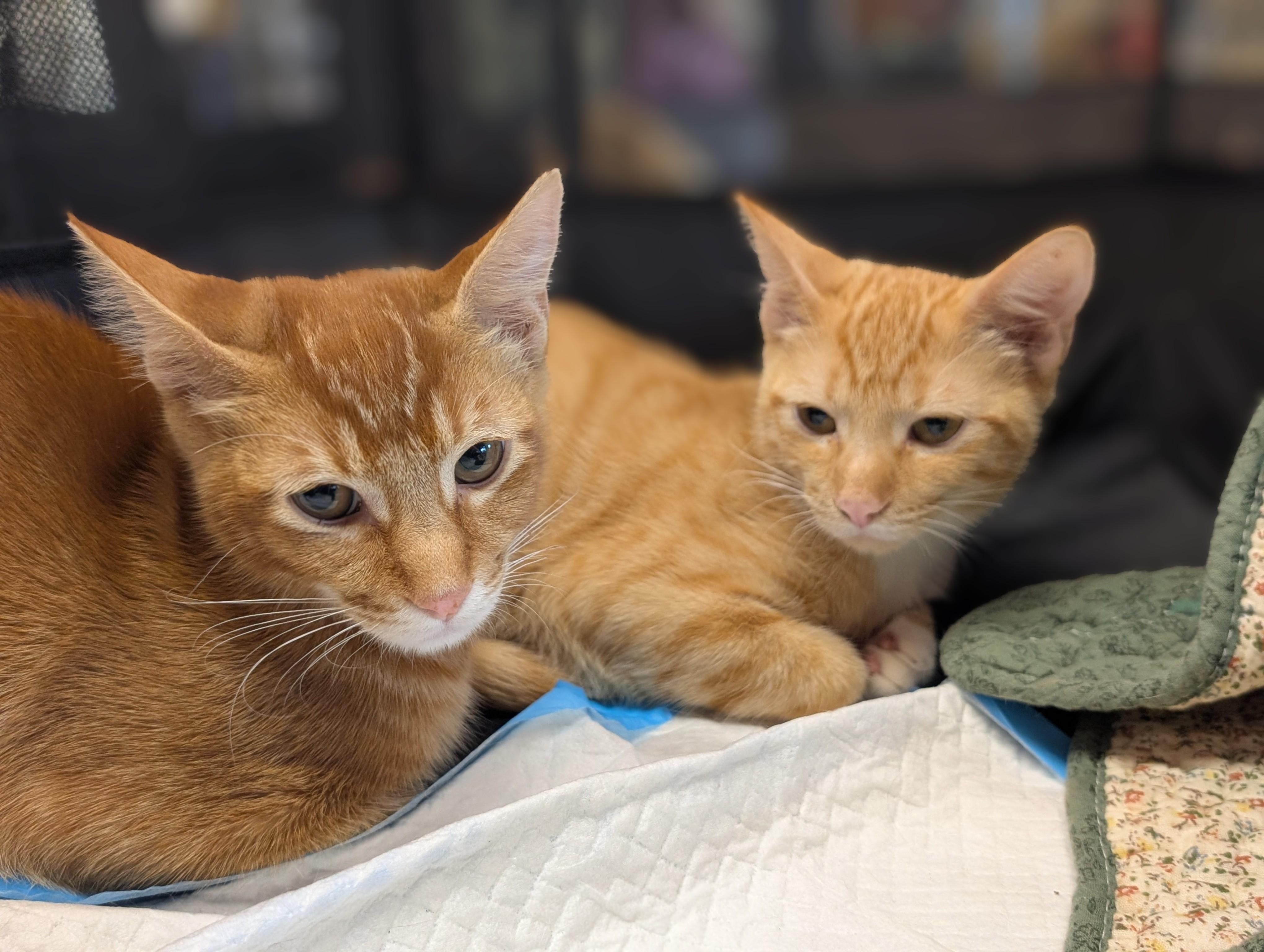 Enlarge Yong I, a Adoptable Domestic Short Hair in Honolulu, HI image 6/6