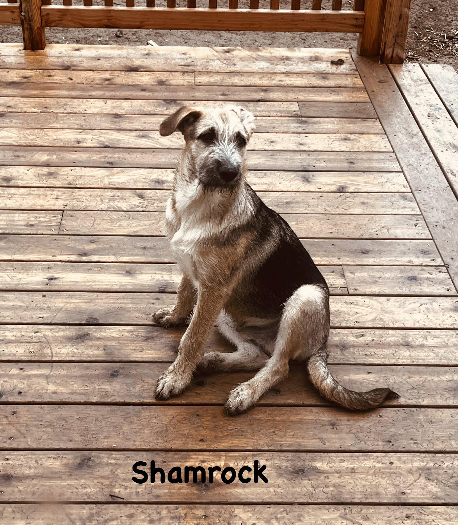 Shamrock, Adoptable, Puppy Male German Shepherd Dog.