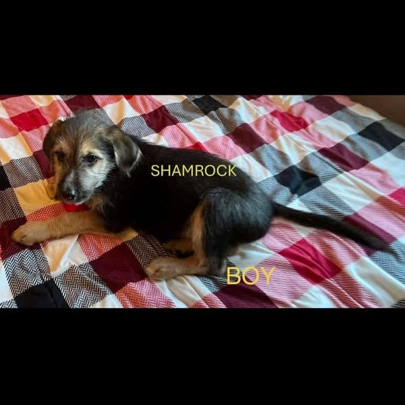 Shamrock, a Adoptable German Shepherd Dog in Jerome, ID image 2/2