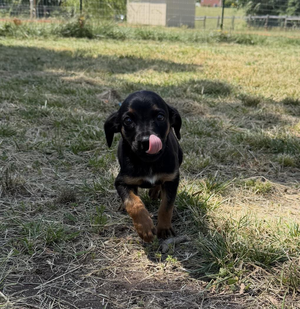 Enlarge Marcy, a Adoptable mixed breed in Williamston, SC image 2/2