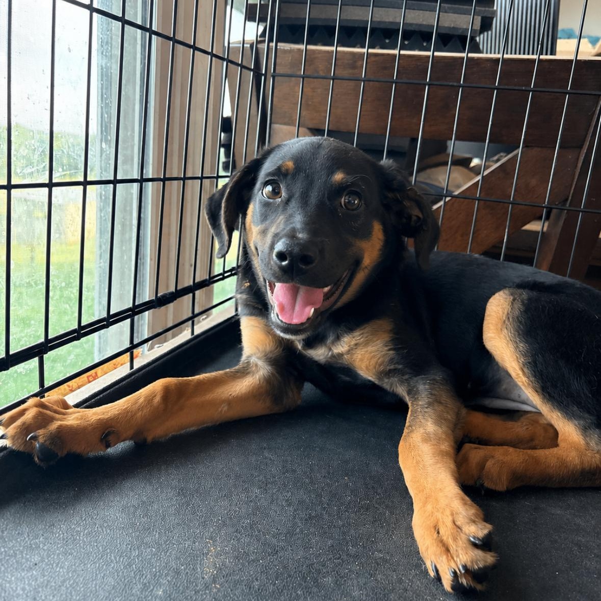 Marcy, Adoptable, Puppy Female Coonhound.
