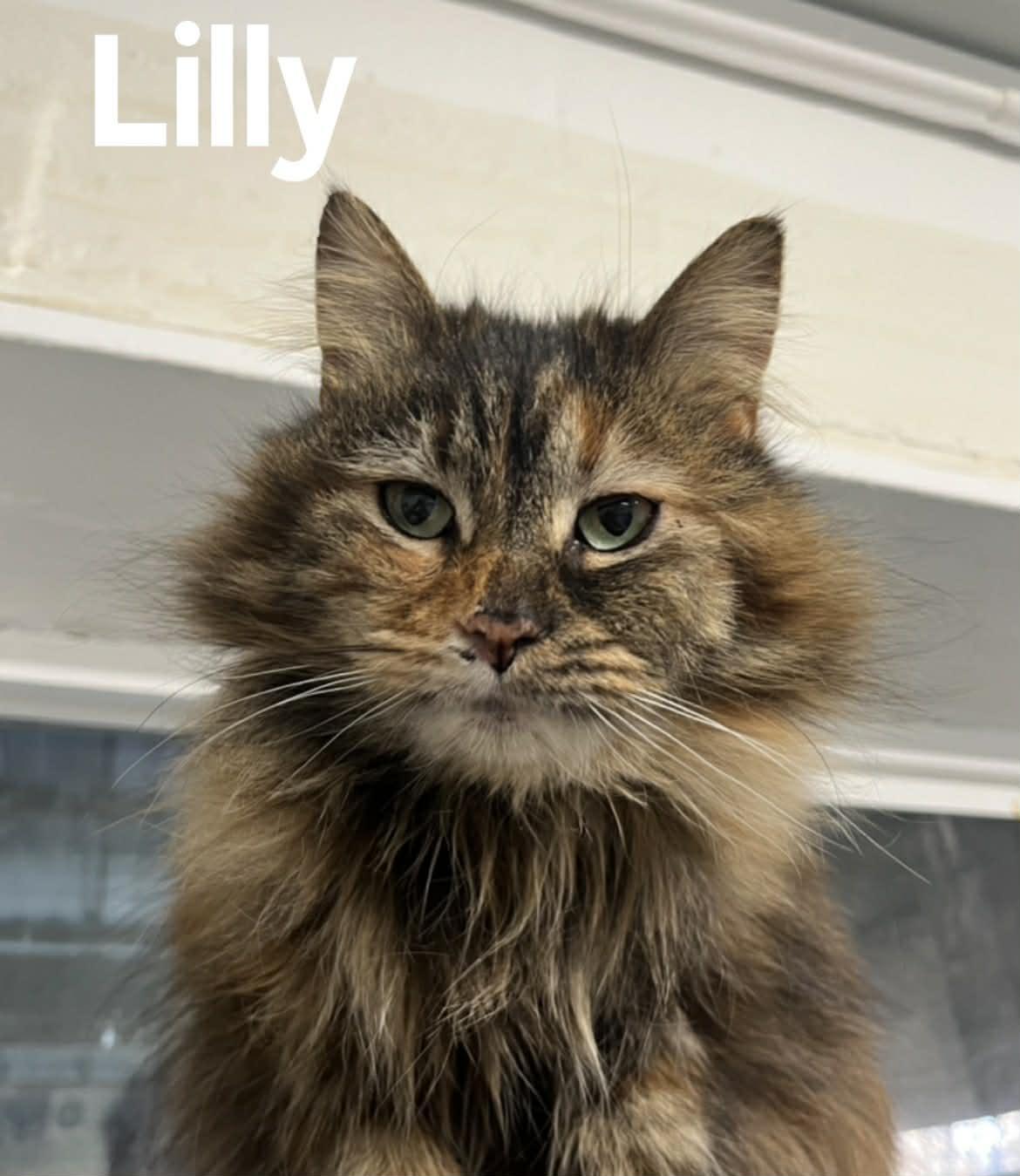 Enlarge Lilly, a ADOPTABLE Domestic Long Hair in Quincy, MI image 1/1