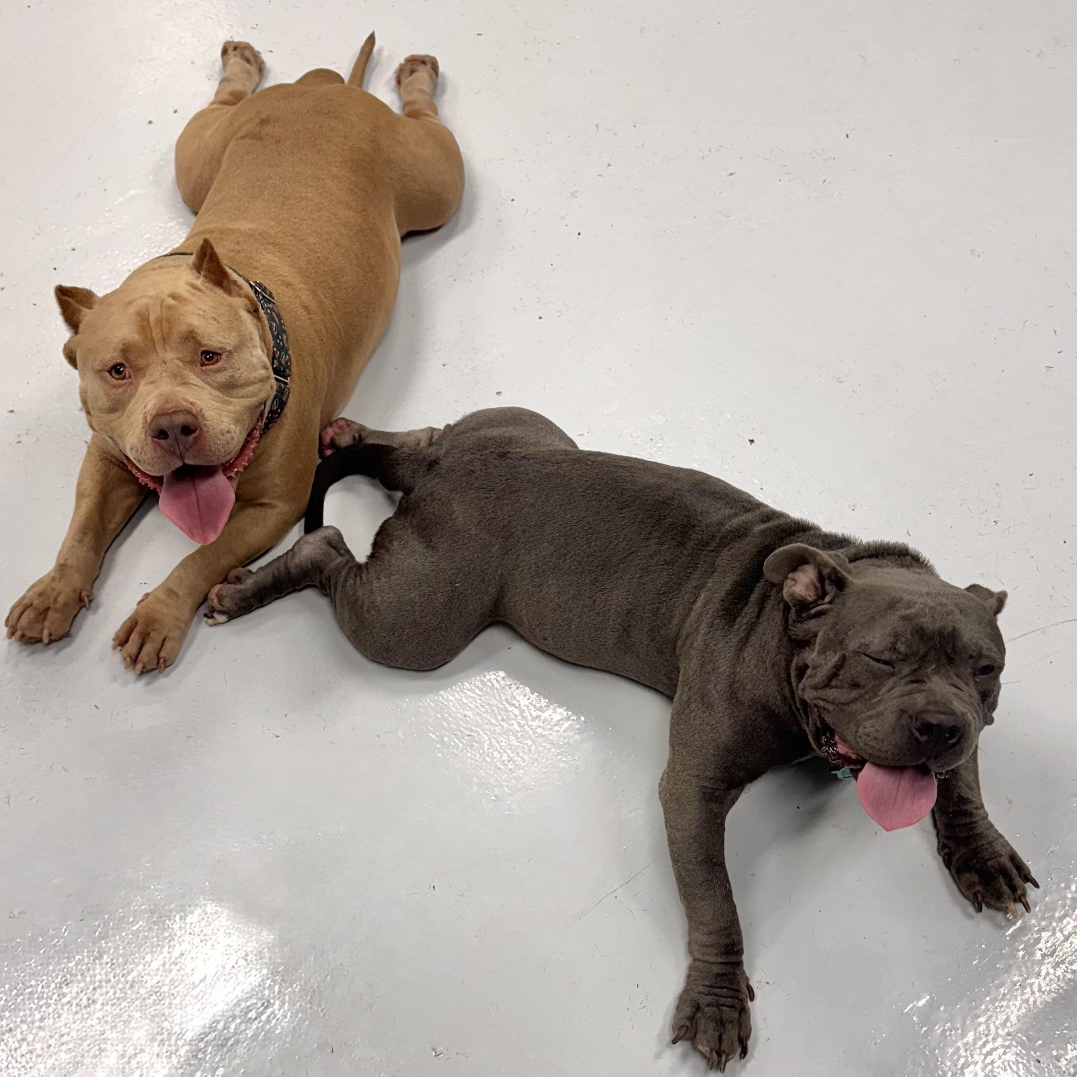 Eggo, Adoptable, Adult Male American Bully.