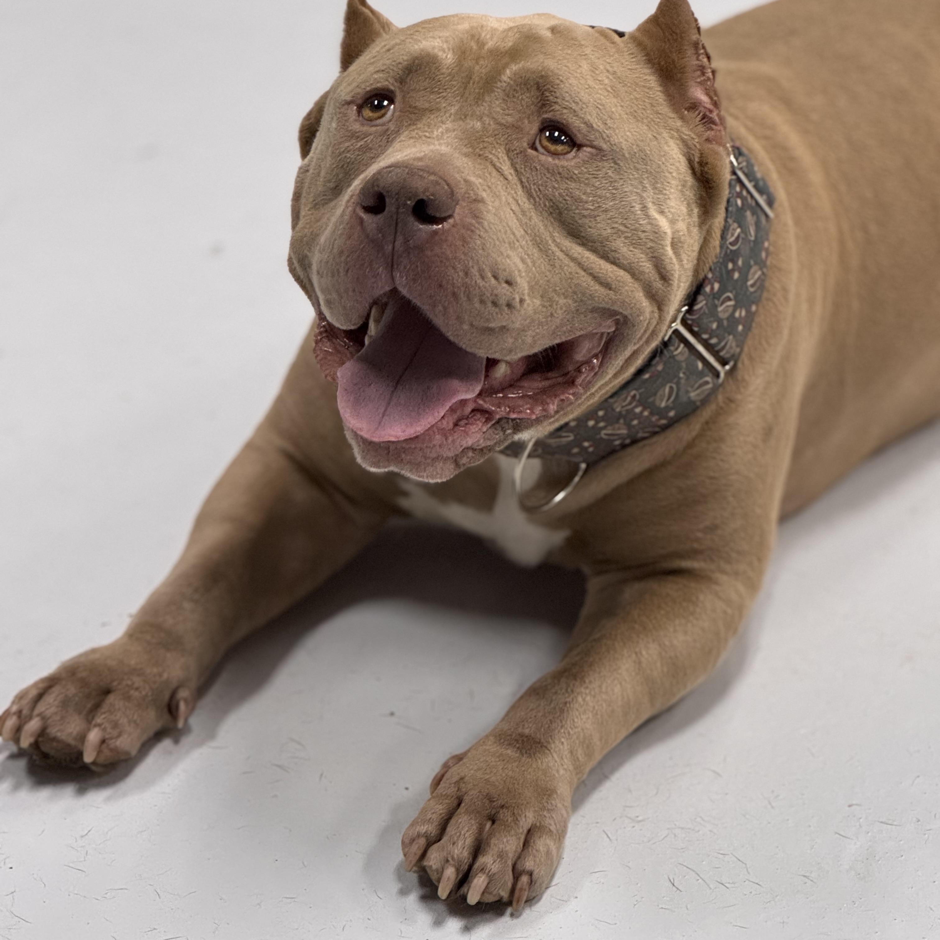 Eggo, a hold American Bully in Chicago, IL image 2/6