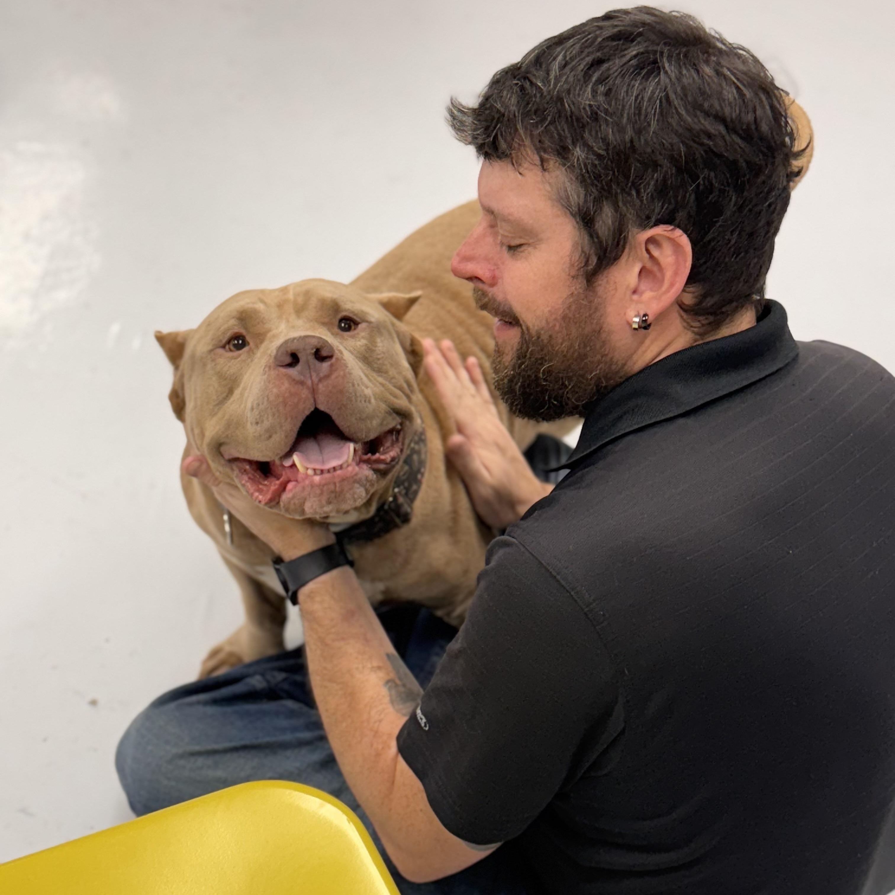 Eggo, a hold American Bully in Chicago, IL image 3/6