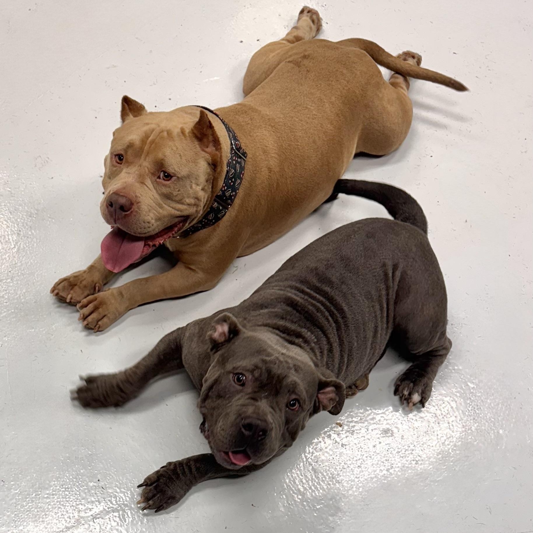 Eggo, a hold American Bully in Chicago, IL image 4/6