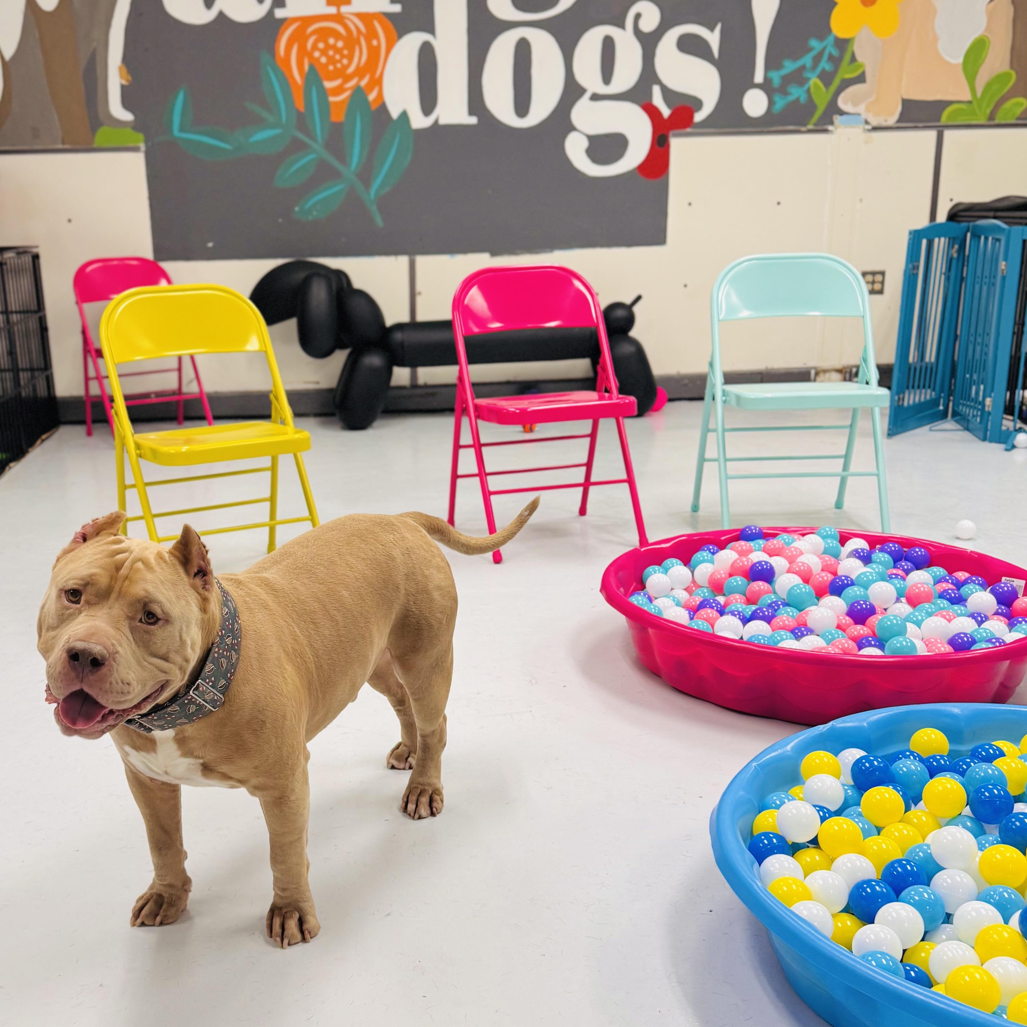 Eggo, a hold American Bully in Chicago, IL image 5/6