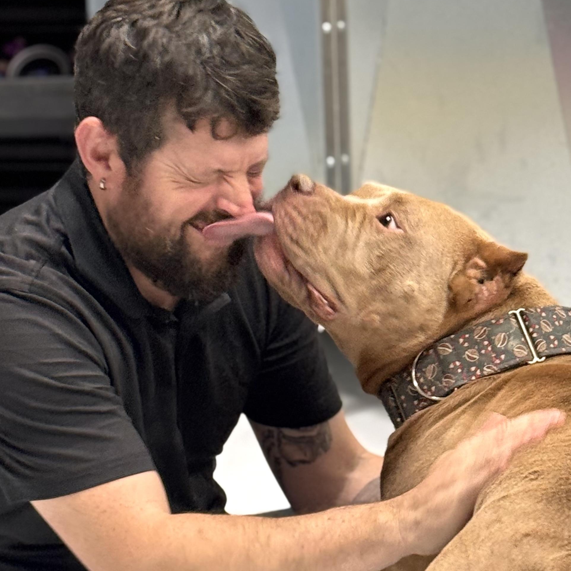 Eggo, a hold American Bully in Chicago, IL image 6/6