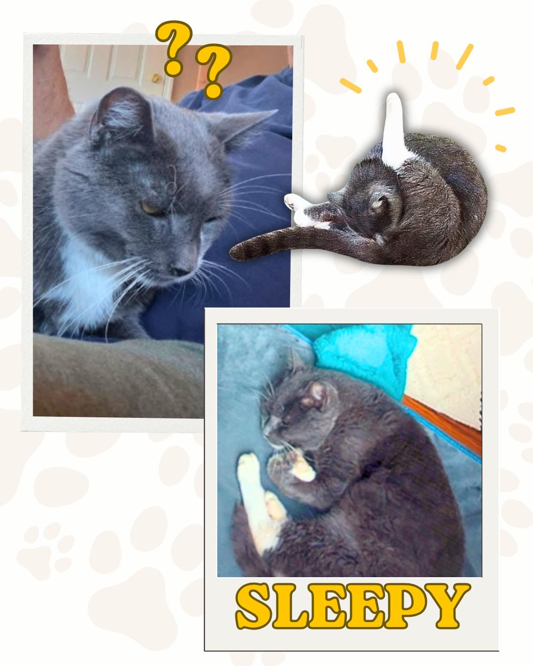 Enlarge Chester, a ADOPTABLE Domestic Short Hair in Jersey City, NJ image 3/4