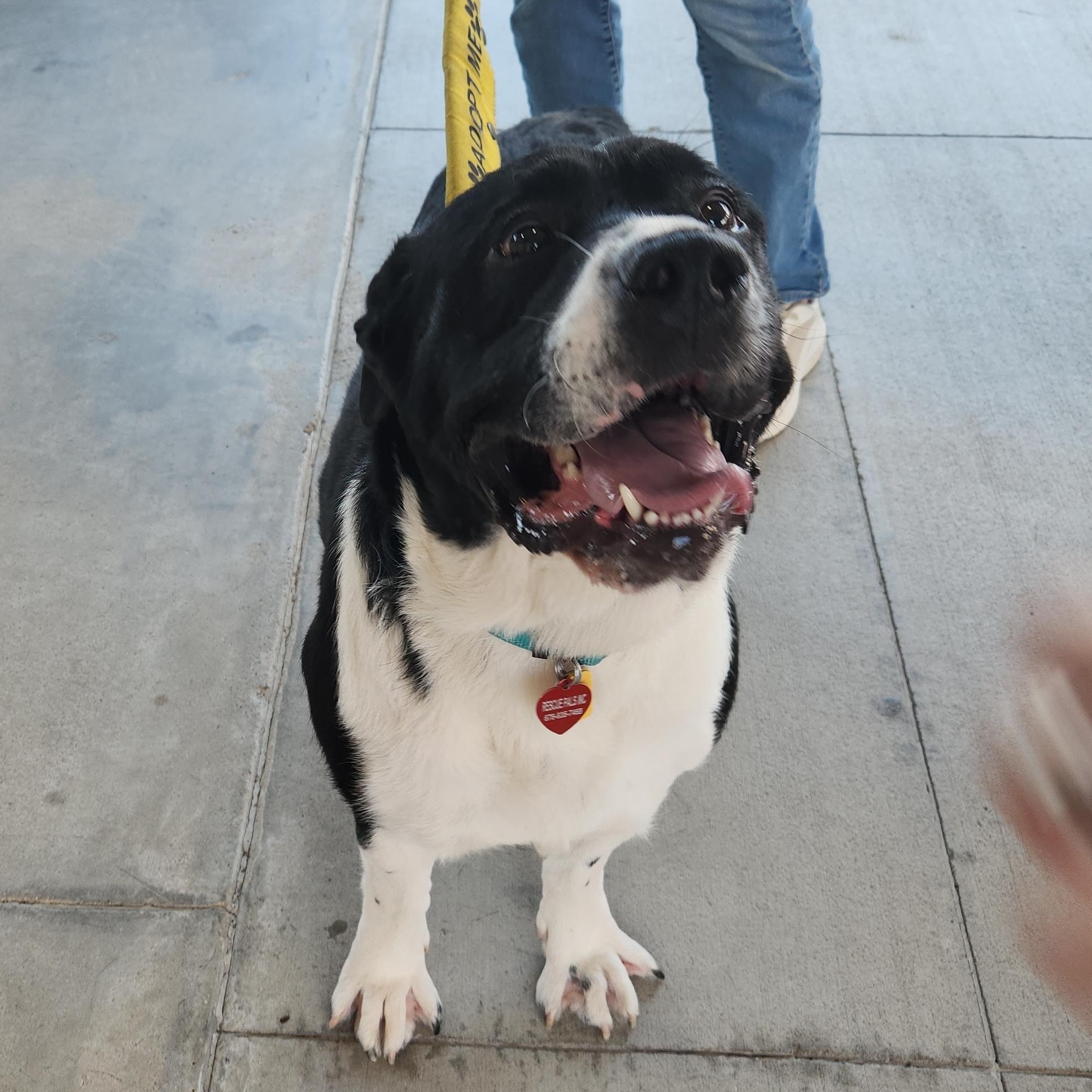 Ethel, Adoptable, Young Female Newfoundland Dog & Mixed Breed.
