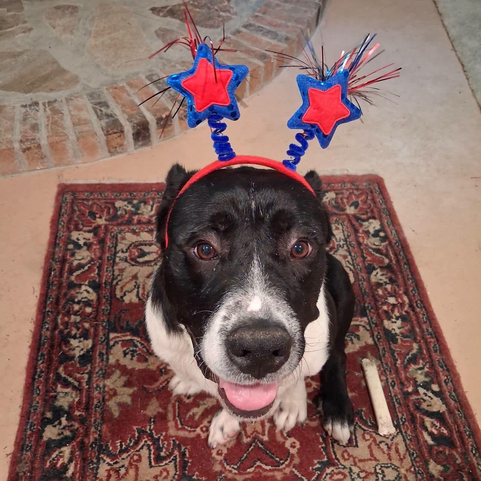 Ethel, a Adoptable mixed breed in Buford, GA image 3/6