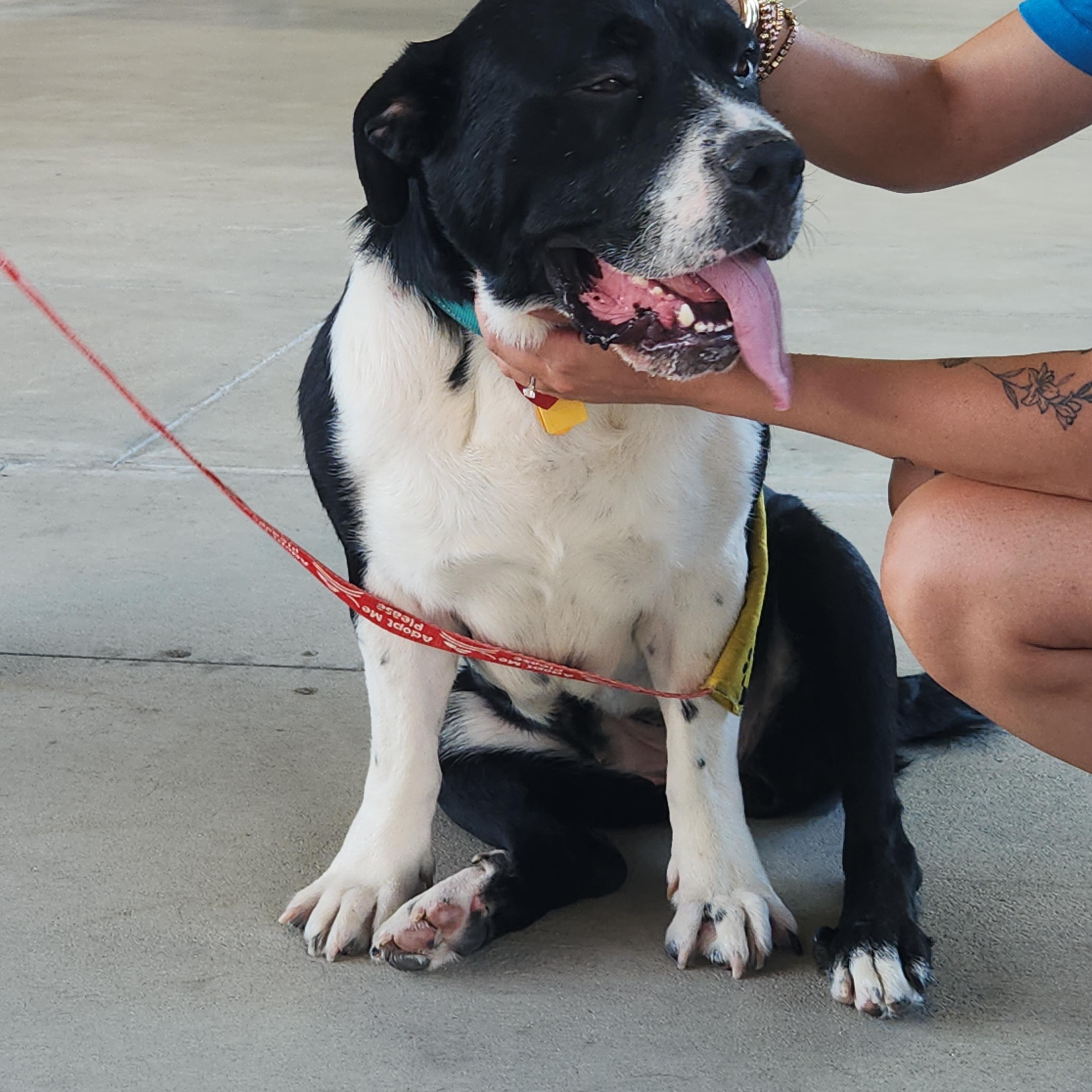 Ethel, a Adoptable mixed breed in Buford, GA image 2/6