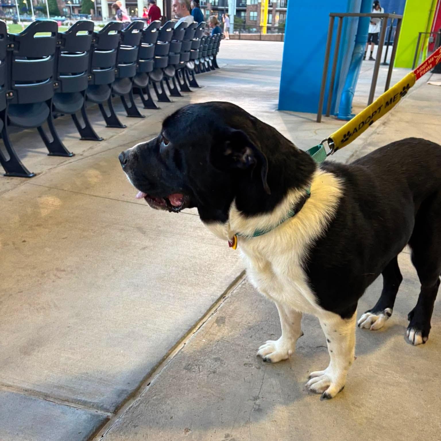 Ethel, a Adoptable mixed breed in Buford, GA image 4/6