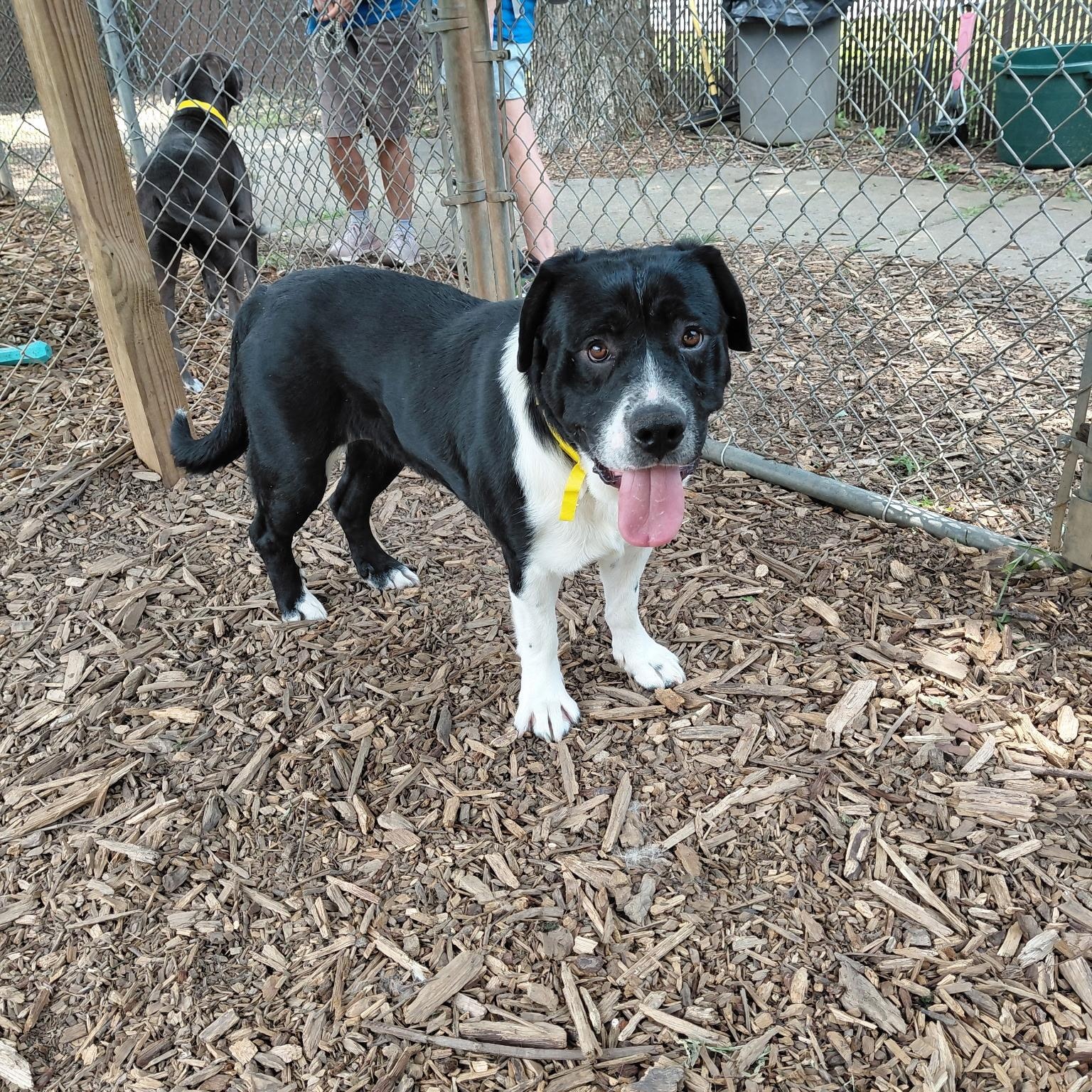 Ethel, a Adoptable mixed breed in Buford, GA image 5/6