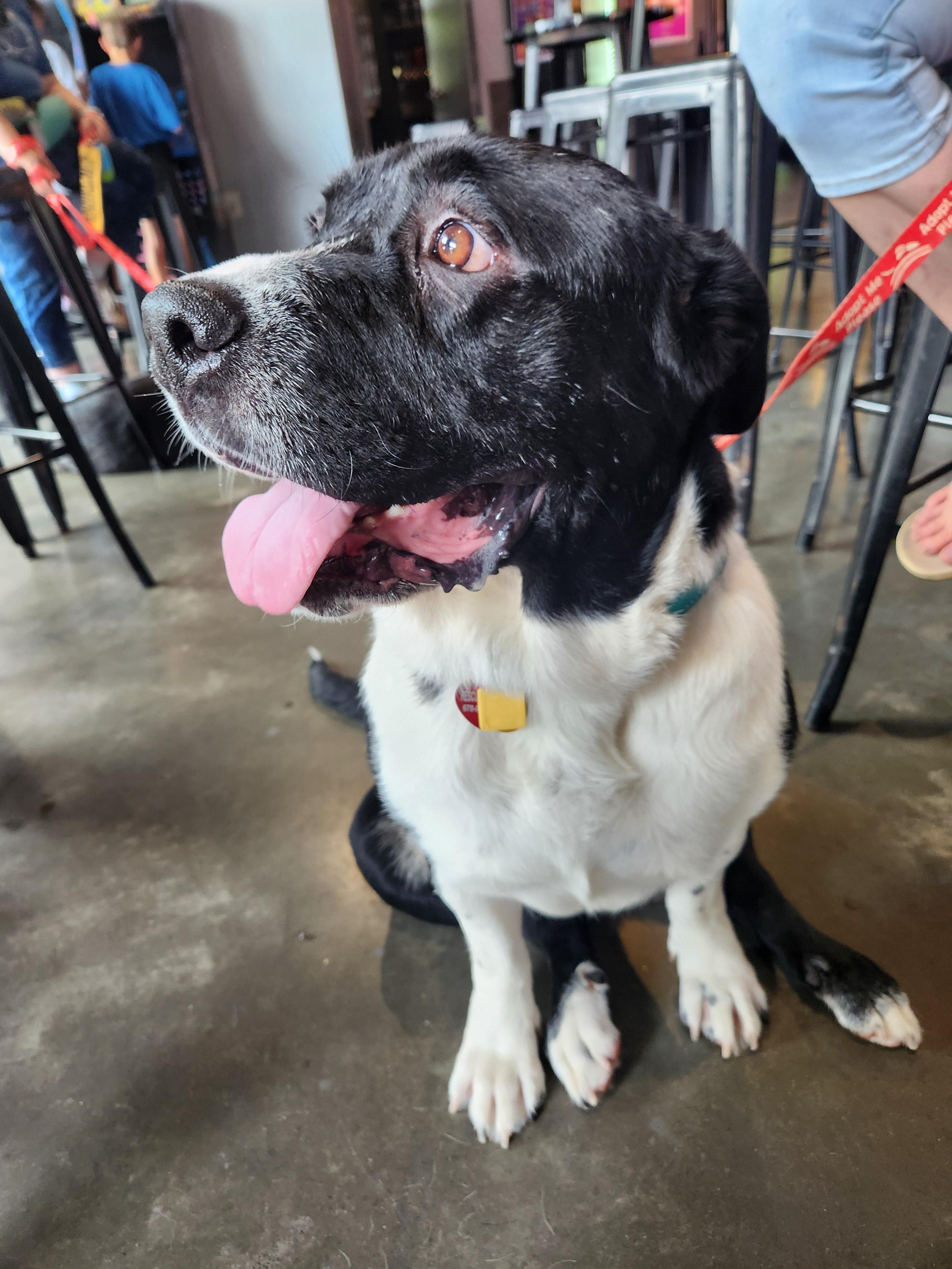 Ethel, a Adoptable mixed breed in Buford, GA image 6/6