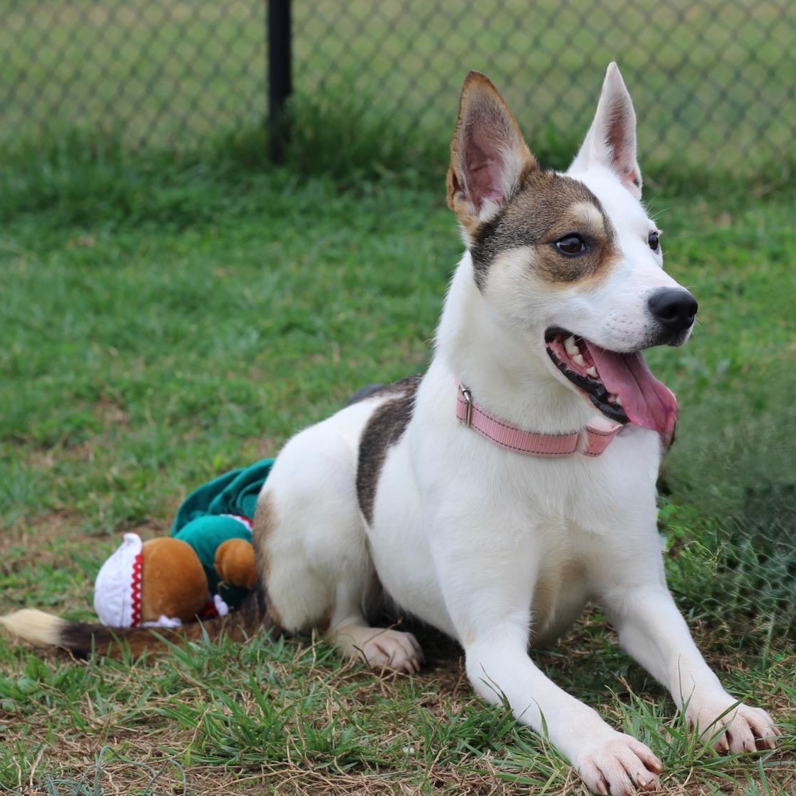 Abby, ADOPTABLE, Young Female Shepherd & Mixed Breed.