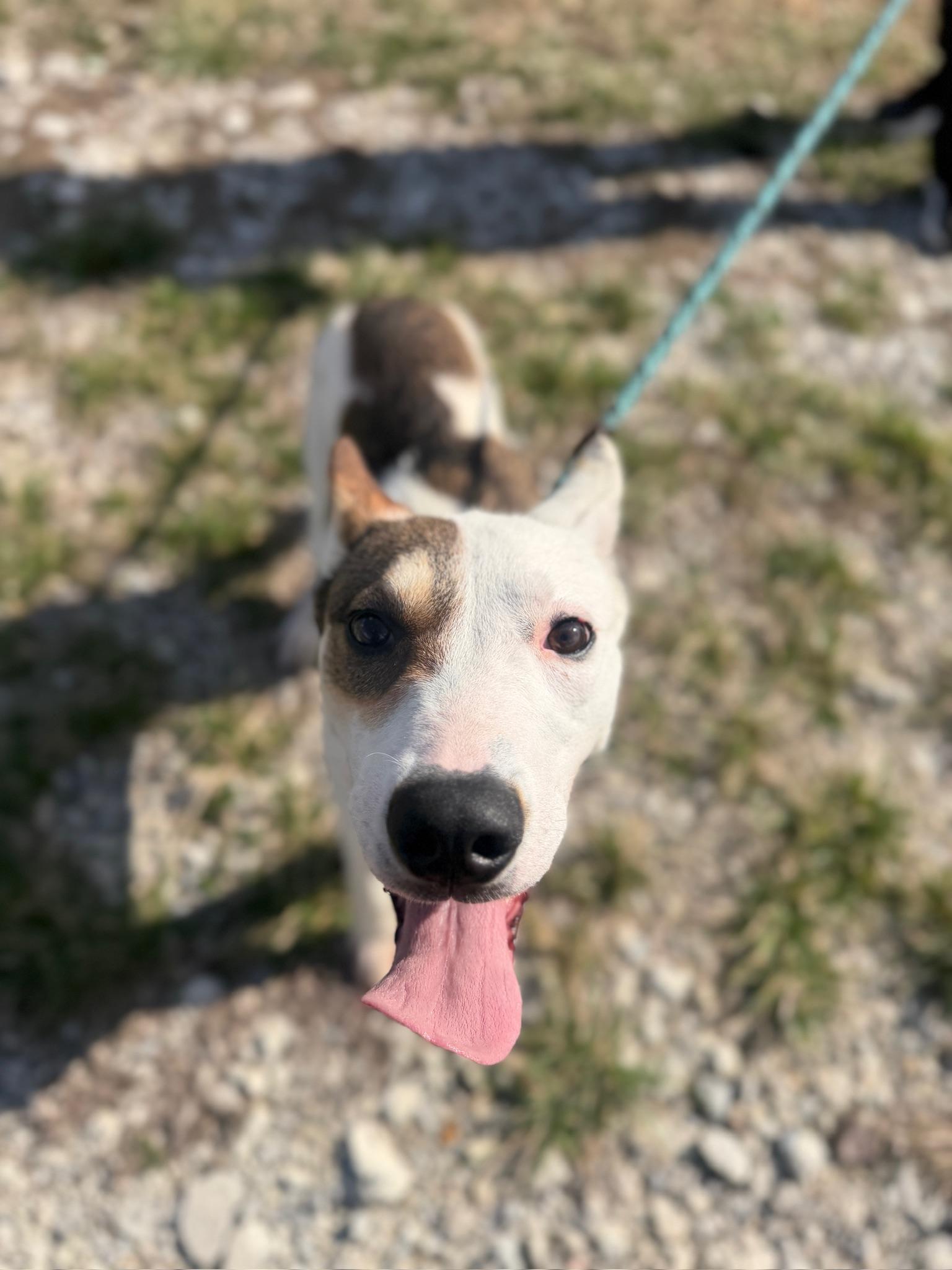 Abby, ADOPTABLE, Young Female Shepherd & Mixed Breed.