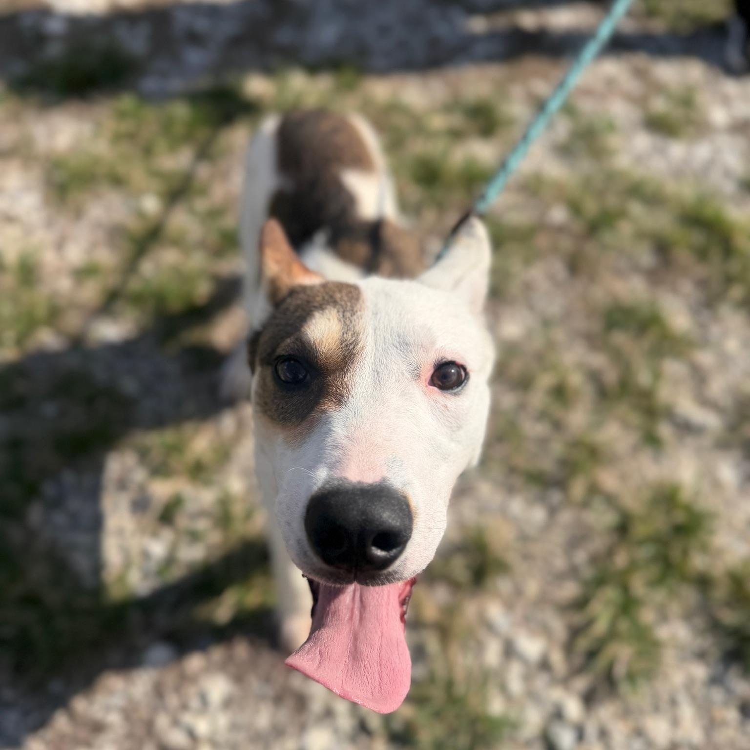 Enlarge Abby, a ADOPTABLE mixed breed in Lebanon, TN image 6/6