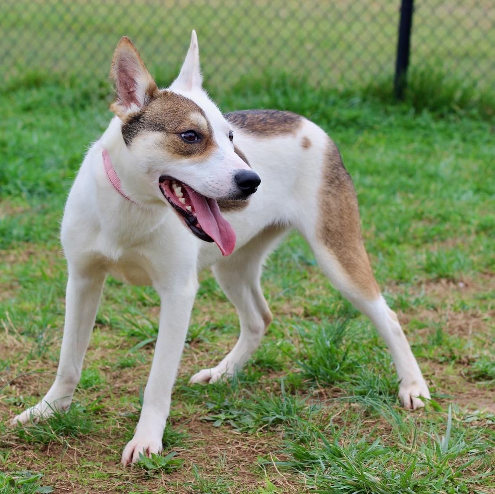 Enlarge Abby, a ADOPTABLE mixed breed in Lebanon, TN image 2/6