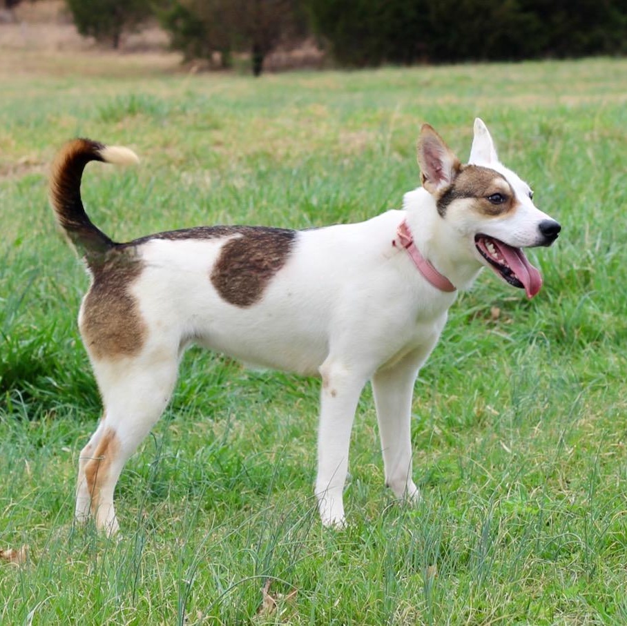 Enlarge Abby, a ADOPTABLE mixed breed in Lebanon, TN image 4/6