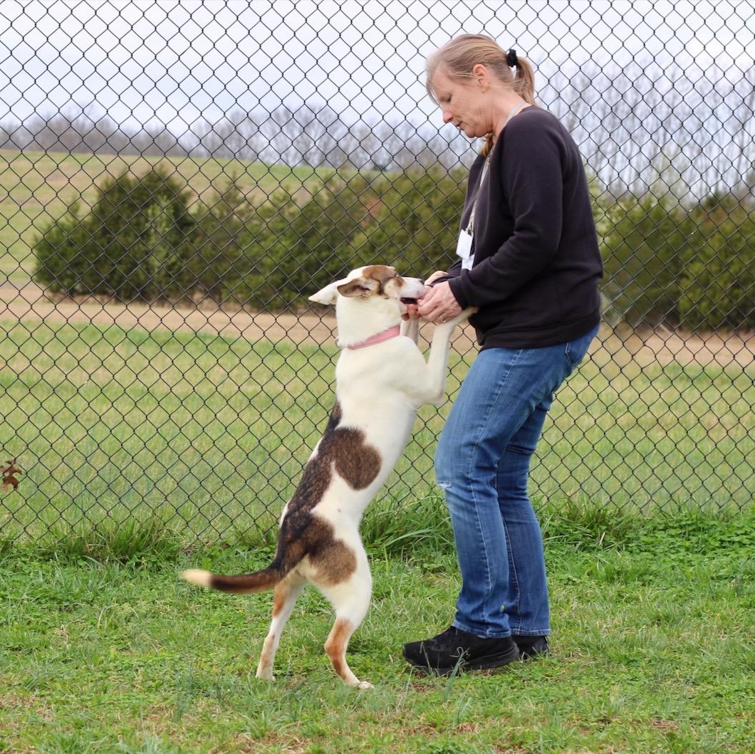 Enlarge Abby, a ADOPTABLE mixed breed in Lebanon, TN image 5/6