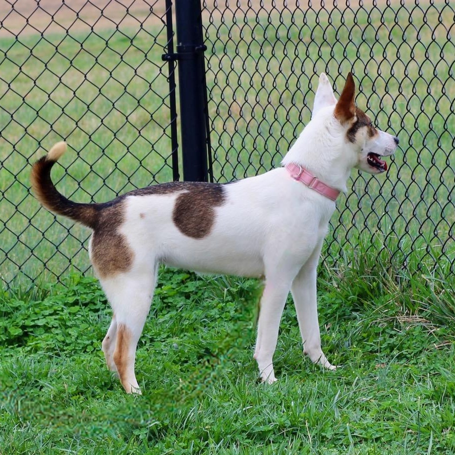 Enlarge Abby, a ADOPTABLE mixed breed in Lebanon, TN image 3/6