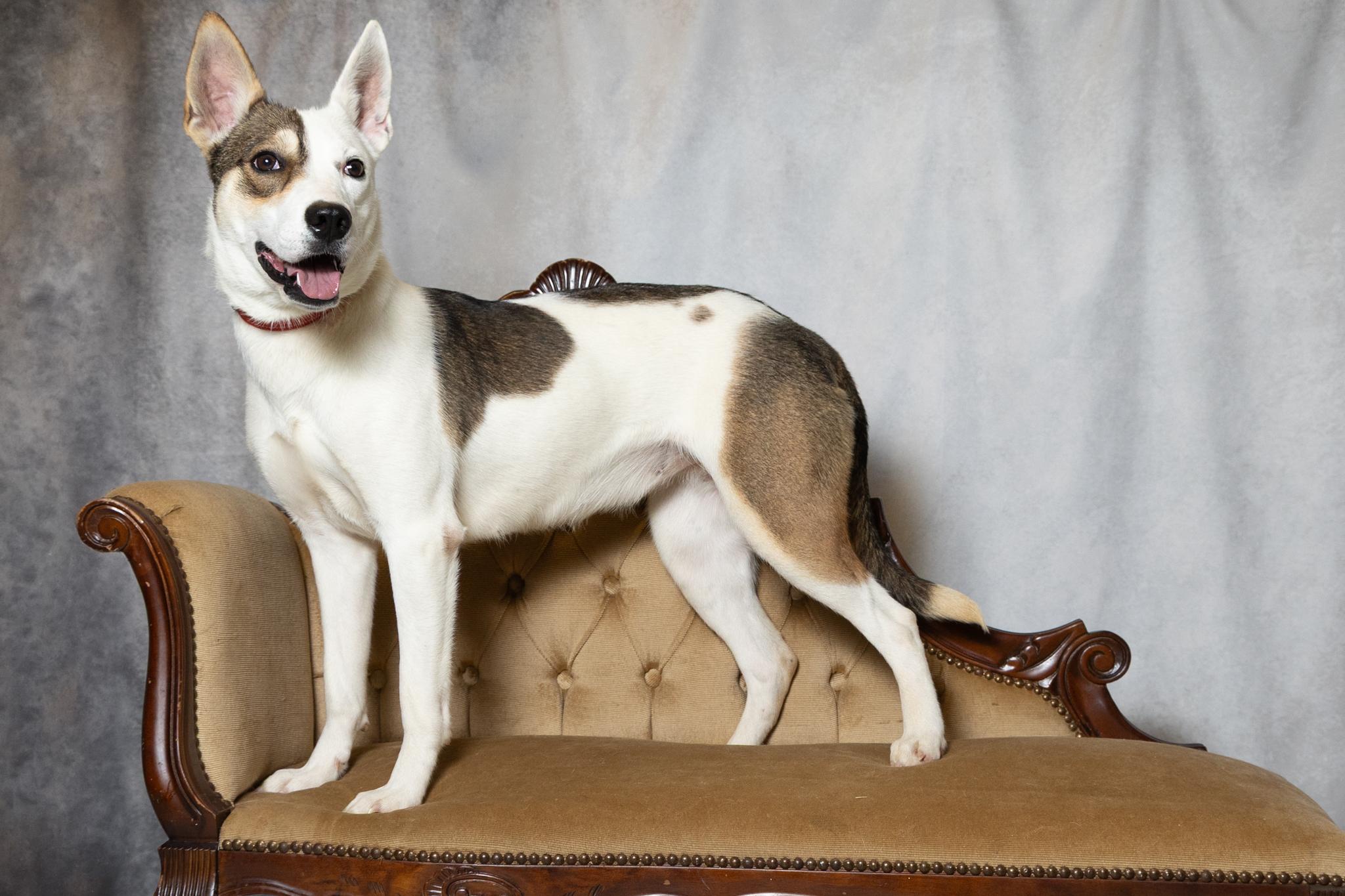 Enlarge Abby, a ADOPTABLE mixed breed in Lebanon, TN image 6/6