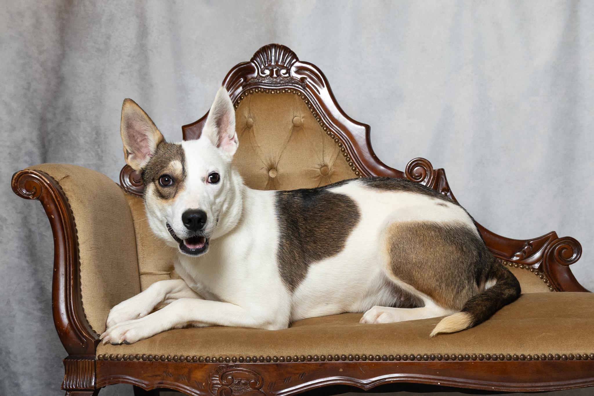 Enlarge Abby, a ADOPTABLE mixed breed in Lebanon, TN image 2/6