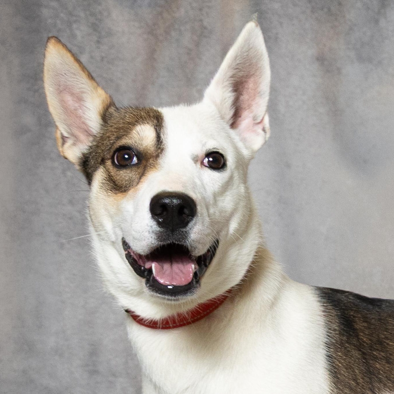 Abby, ADOPTABLE, Young Female Shepherd & Mixed Breed.