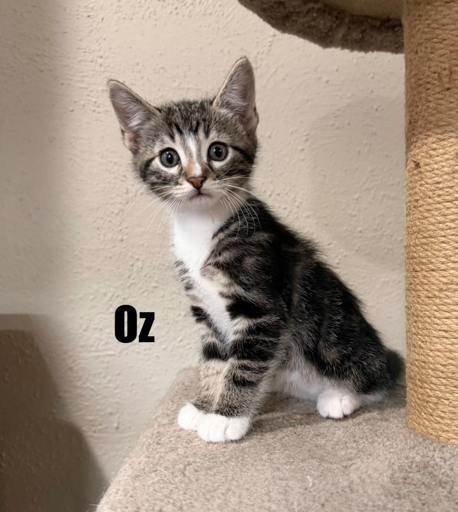 Oz, adopted, Kitten Male Domestic Short Hair.