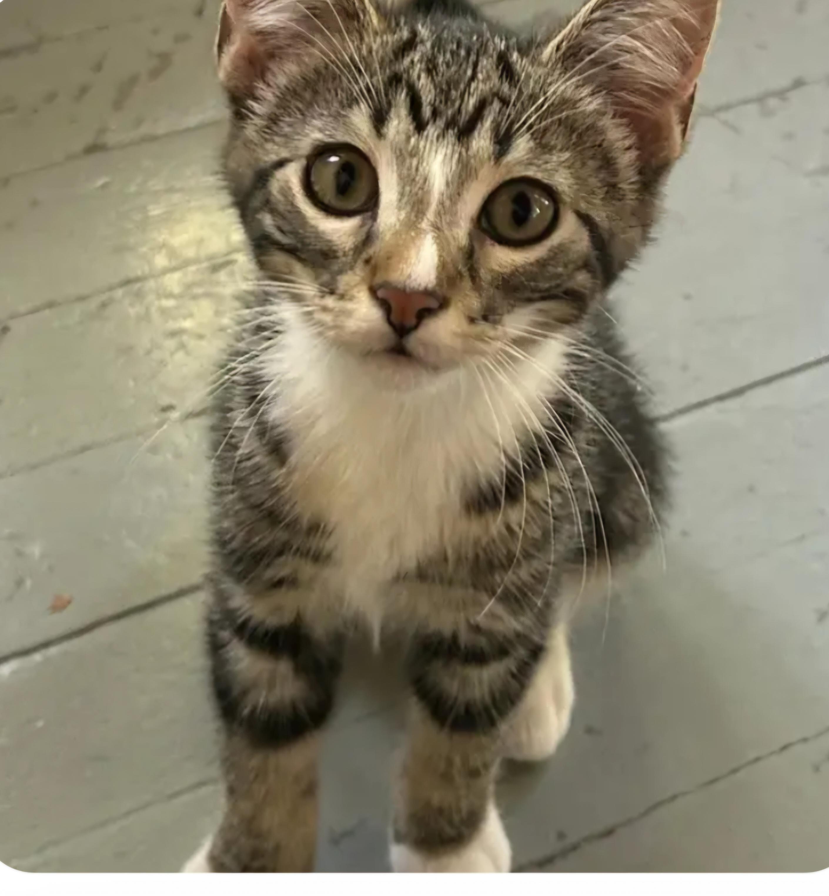 Oz, an adopted Domestic Short Hair in Reeseville, WI image 2/2